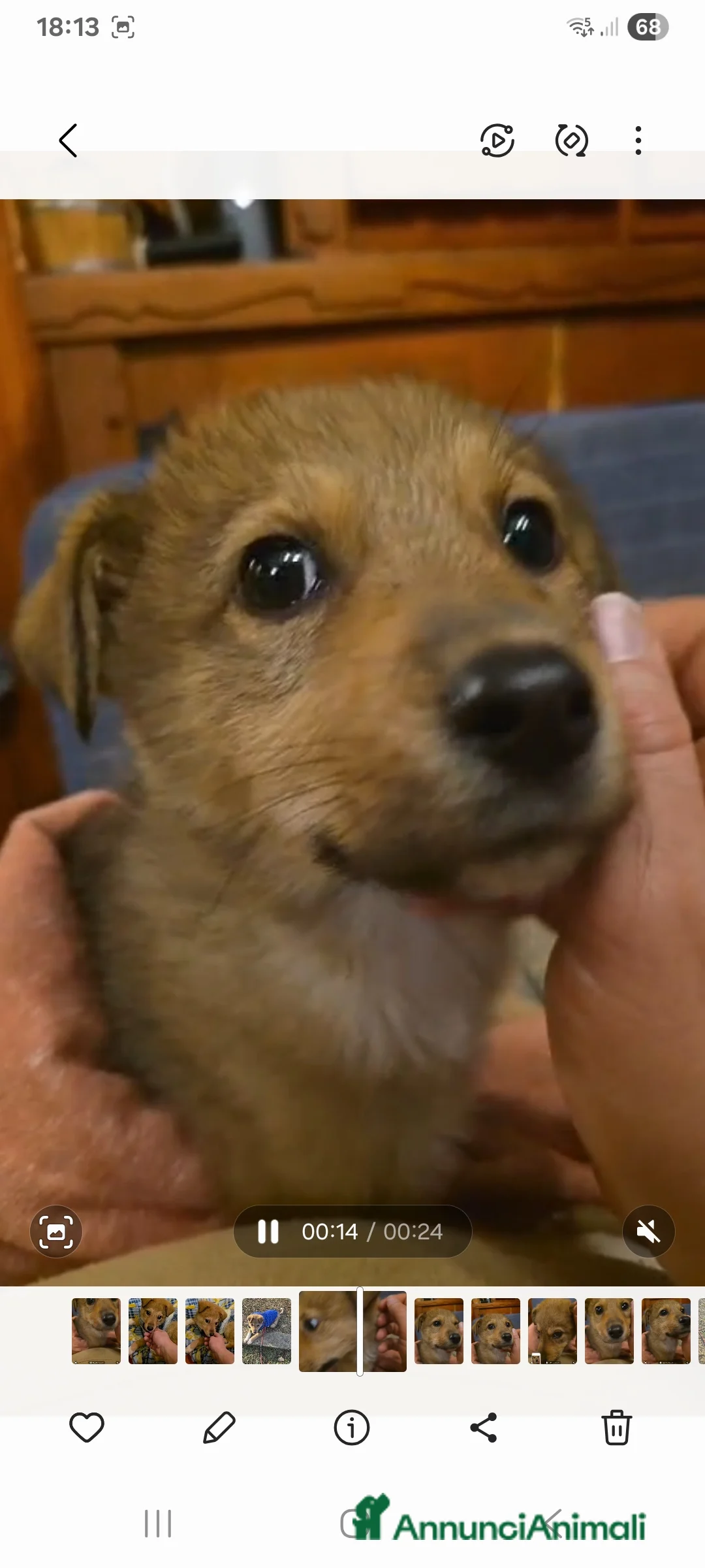 Meticcio cani in regalo: Mary cucciola meticcia - Annuncio 3