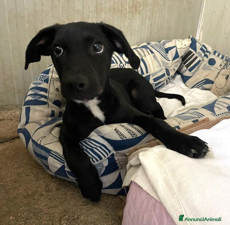 Meticcio cani a Provincia di Rimini - Annuncio 6