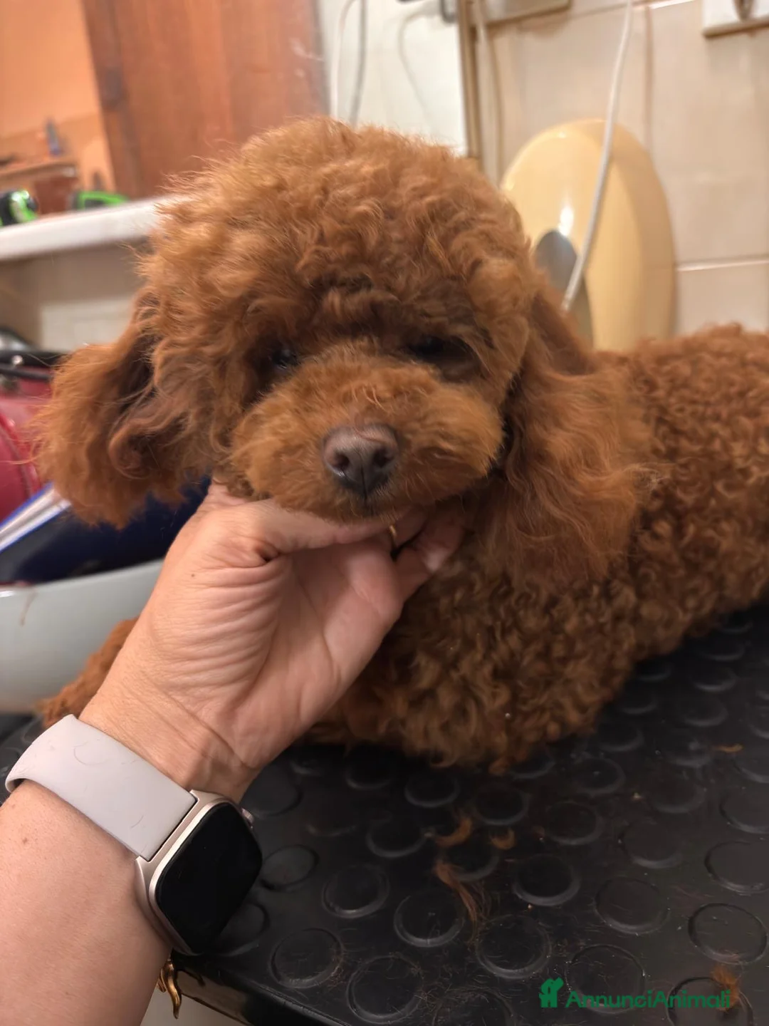 Barboncino cani in vendita: Barboncino Toy red - Annuncio 3