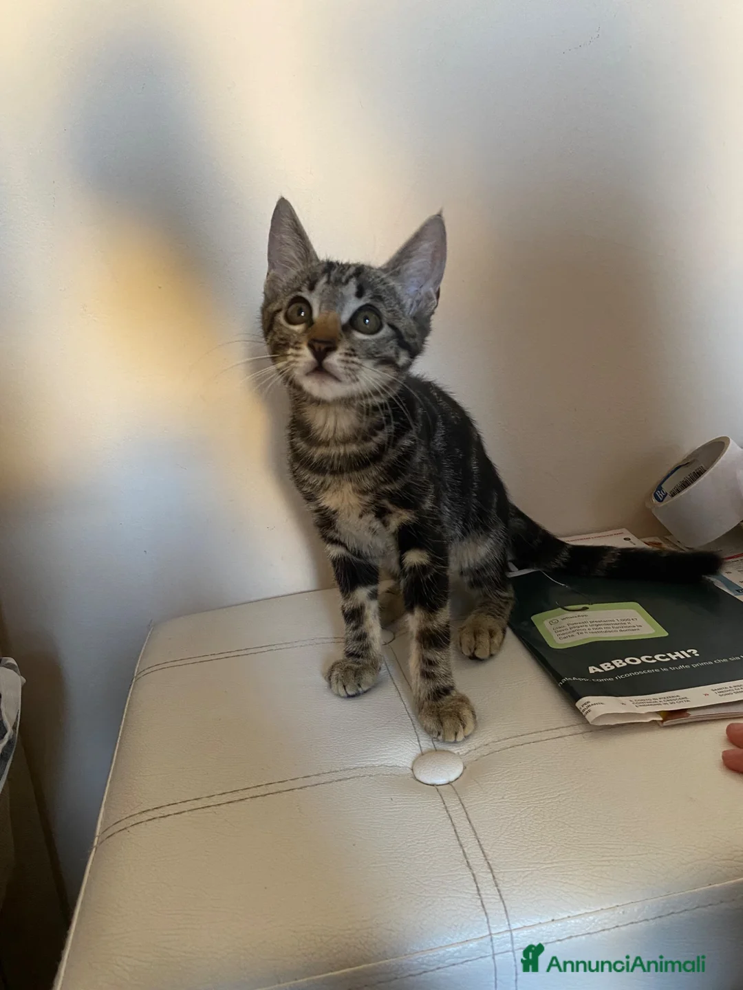 Europeo gatti in regalo: Gatto cucciolo a Provincia di Parma - Annuncio 3
