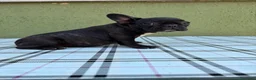 Bulldog Francese cani in vendita: Bulldog francese con Pedigree Enci  - Annuncio 12