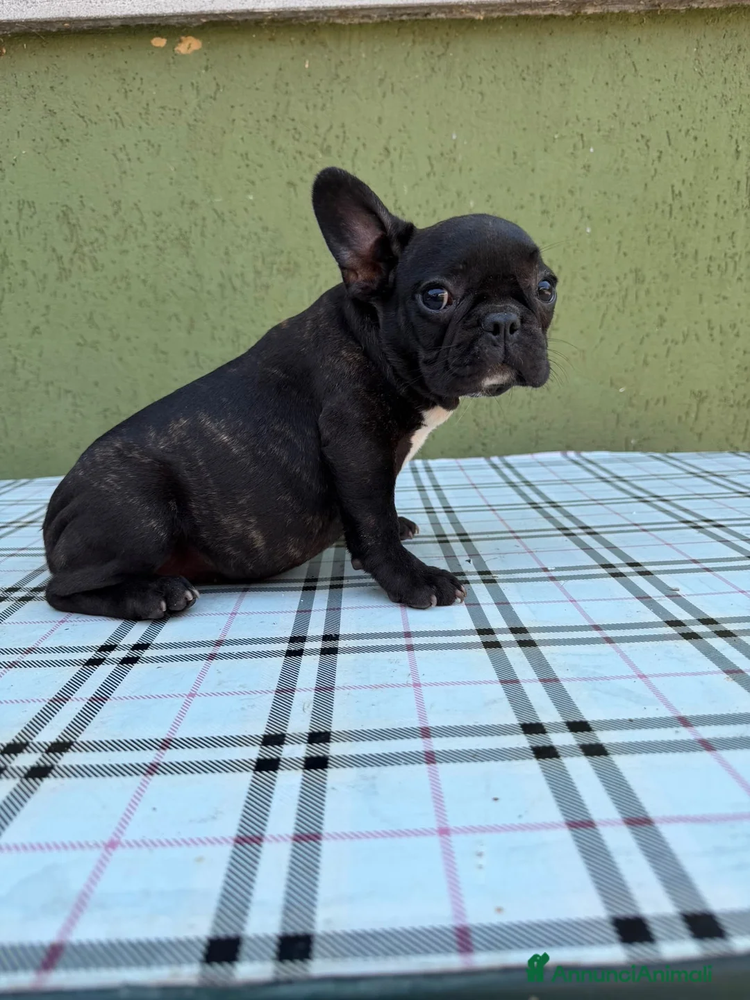 Bulldog Francese cani in vendita: Bulldog francese con Pedigree Enci  - Annuncio 23