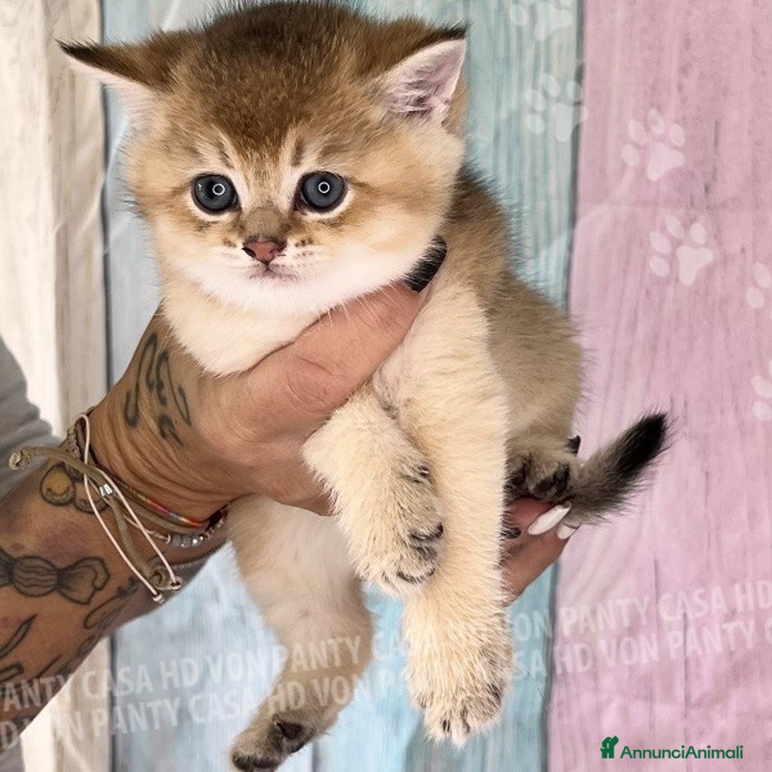 British gatti in vendita: Cuccioli British Shorthair  - Annuncio 3