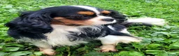 Cavalier King cani per accoppiamento: CAVALIER KING C. S. DISPONIBILE PER MONTA - Annuncio 6