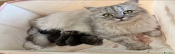 Scottish gatti in vendita: Gattini Scottish fold e straight silver shaded - Annuncio 2