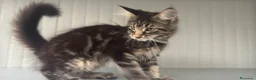 Maine Coon gatti in vendita: Cucciolo di maine coon dolcissimo  - Annuncio 2
