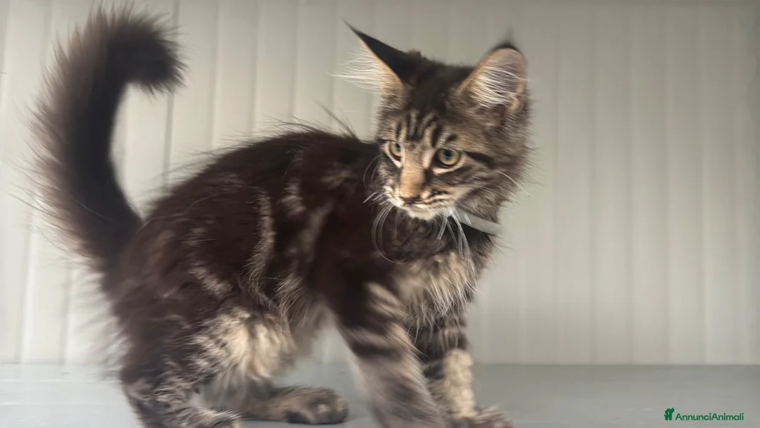 Maine Coon gatti in vendita: Cucciolo di maine coon dolcissimo  - Annuncio 2