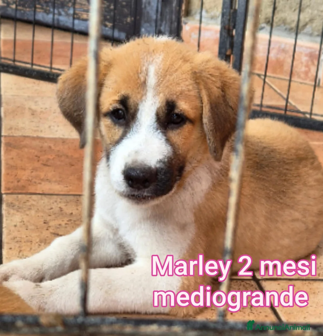 Meticcio cani in regalo: SALVA UN CUCCIOLO! a Provincia di Reggio Emilia - Annuncio 12