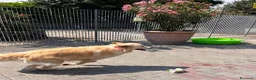 Meticcio cani in regalo: SALOMONE CERCA CASA - Annuncio 4