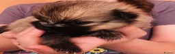 Volpino Pomerania cani in vendita: Volpino di Pomerania  - Annuncio 11