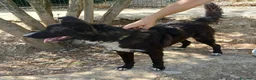 Meticcio cani in regalo: Tyson 9 mesi mix border collie  - Annuncio 3