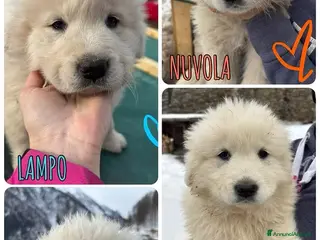 Pastore Maremmano cani VENDITA CUCCIOLI DI PASTORE MAREMMANO - Annuncio 1