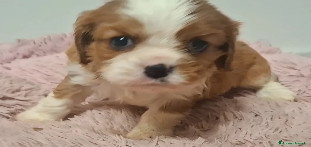 Immagine della galleria {{count}}