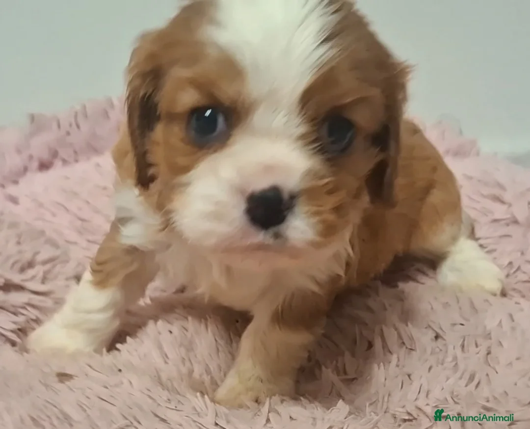 Immagine della galleria {{count}}