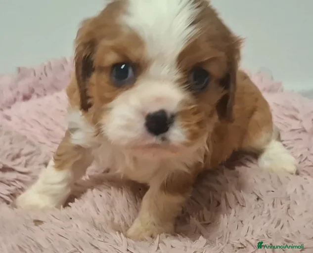 Immagine della galleria {{count}}