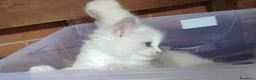 Ragdoll gatti in vendita: Gattini Ragdoll con pedigree  - Annuncio 8
