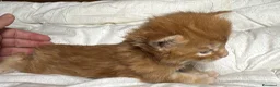 Maine Coon gatti in vendita: Maschio manto rosso maine coon AustinXHvitt Lys  - Annuncio 9