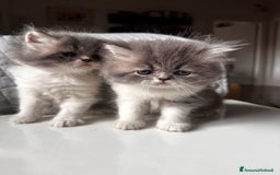 Persiano gatti in vendita: CUCCIOLI GATTINI PERSIANI tremestieri etneo CT - Immagine 8