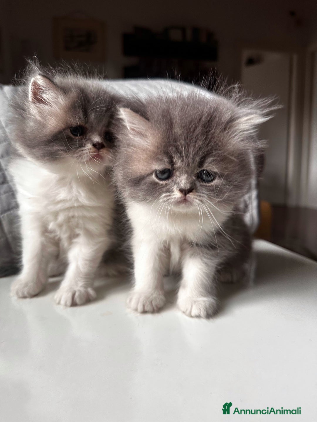 Persiano gatti in vendita: CUCCIOLI GATTINI PERSIANI tremestieri etneo CT - Immagine 8