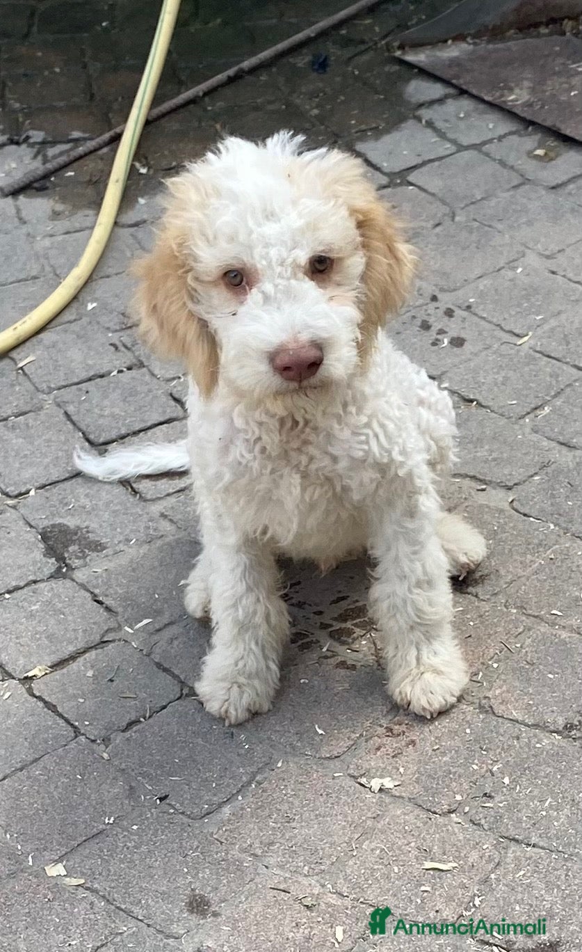 Lagotto cani Cuccioli di Lagotto  - Annuncio 2