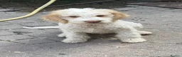 Lagotto cani in vendita: Cuccioli di Lagotto  a Provincia di Cuneo - Annuncio 1