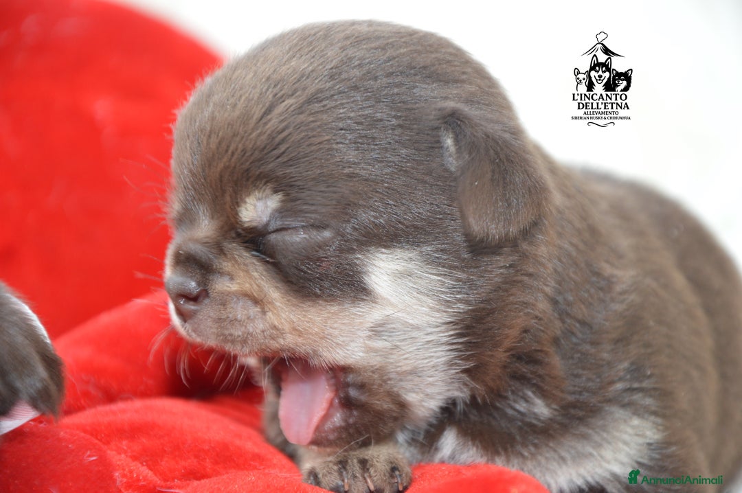 Chihuahua cani in vendita: Chihuahua linea russa pedigree Enci  - Annuncio 8