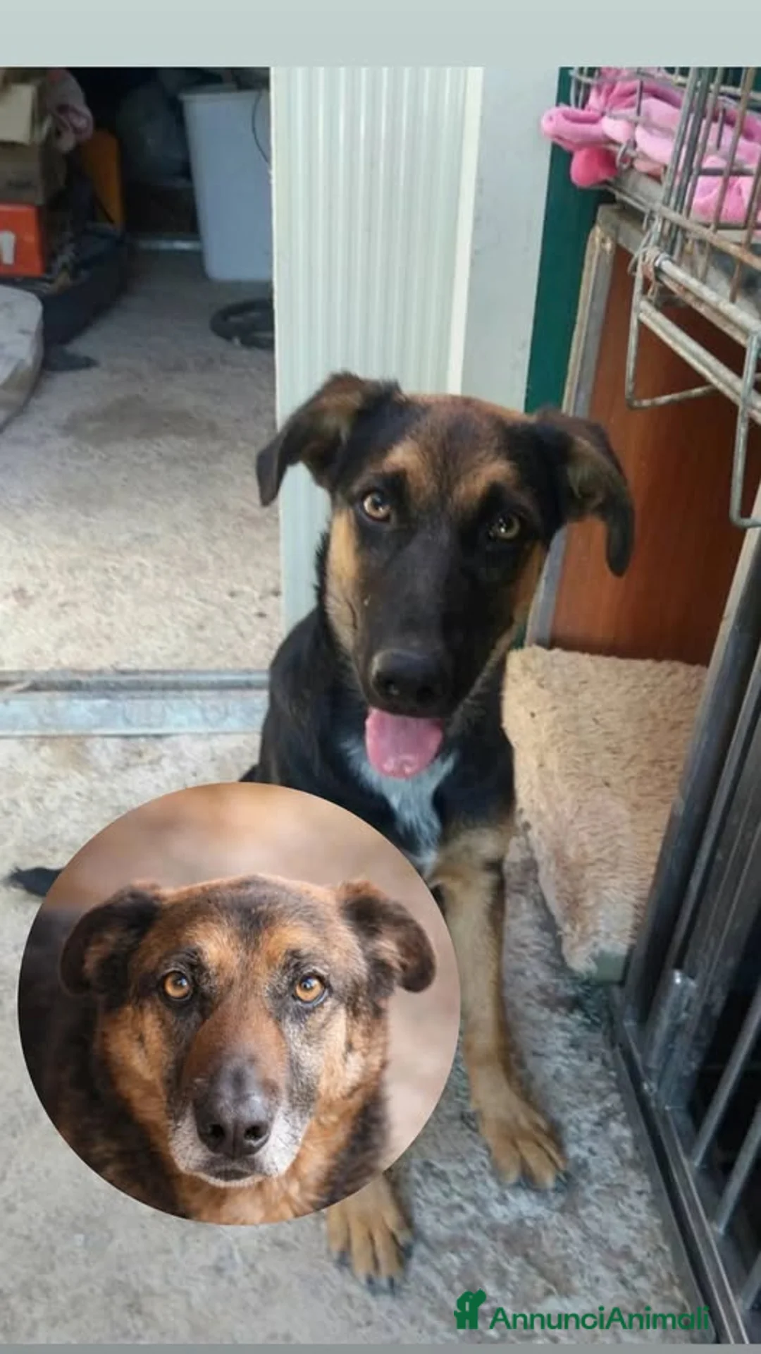 Meticcio cani in regalo: Ettore - Annuncio 1