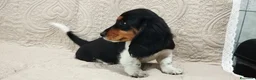 Bassotto cani in vendita: Bassotti tedeschi  - Annuncio 7