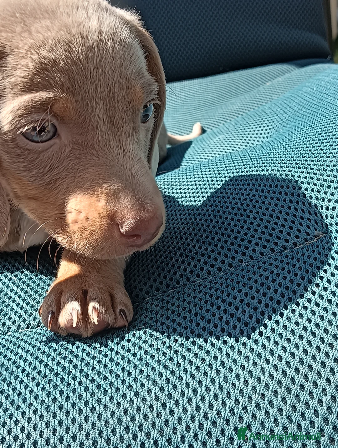 Bassotto cani in vendita: Cucciolo bassotto isabella nano - Annuncio 2