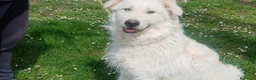 Meticcio cani in regalo: SANDRINO HA PERSO TUTTO, IN ADOZIONE - Annuncio 4