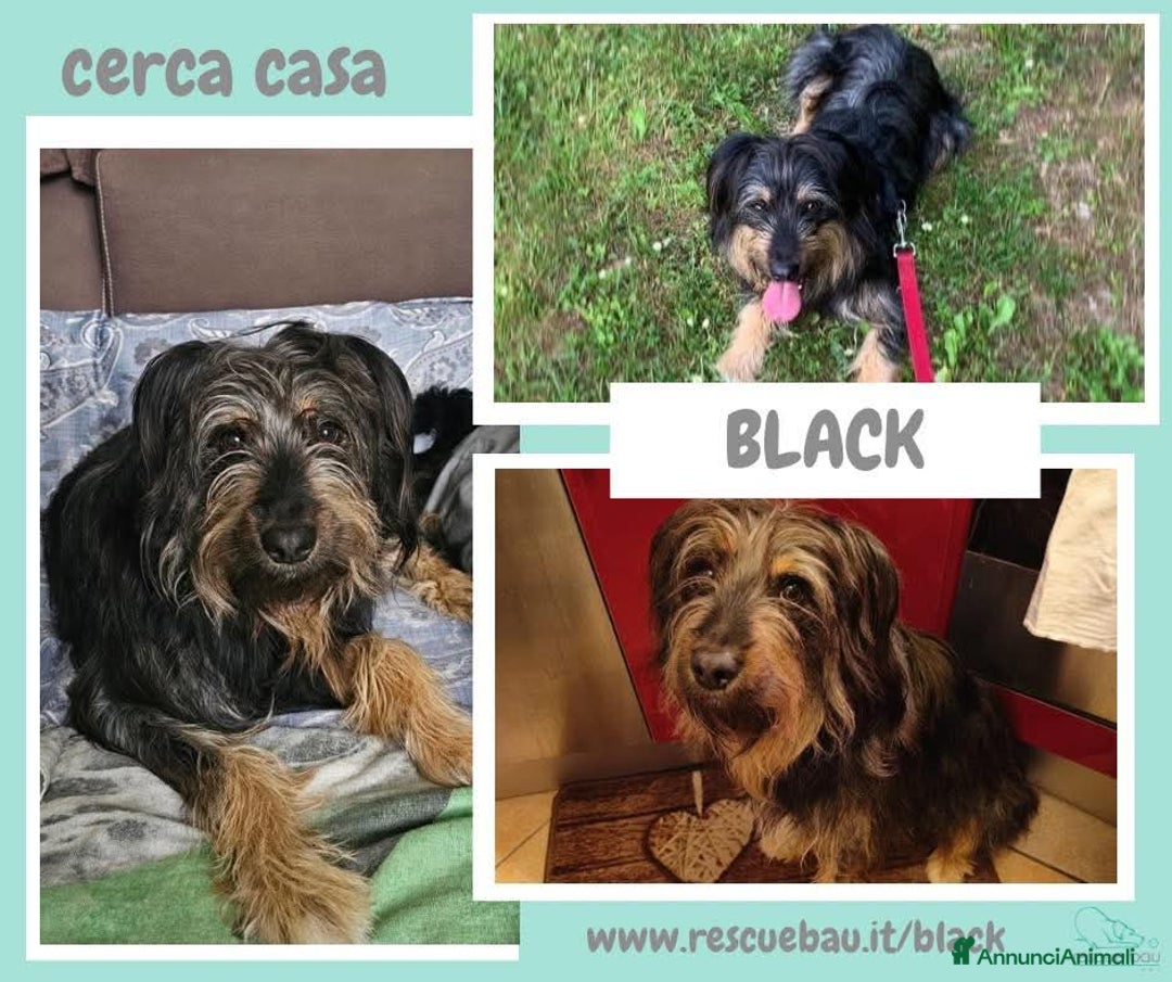 Meticcio cani in regalo: BLACK, affettuoso e vivace meticcio in adozione a Città metropolitana di Milano - Annuncio 5