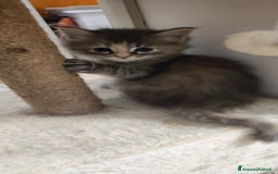Norvegese gatti in vendita: Cuccioli di Norvegese delle foreste a Città metropolitana di Roma Capitale - Immagine 8