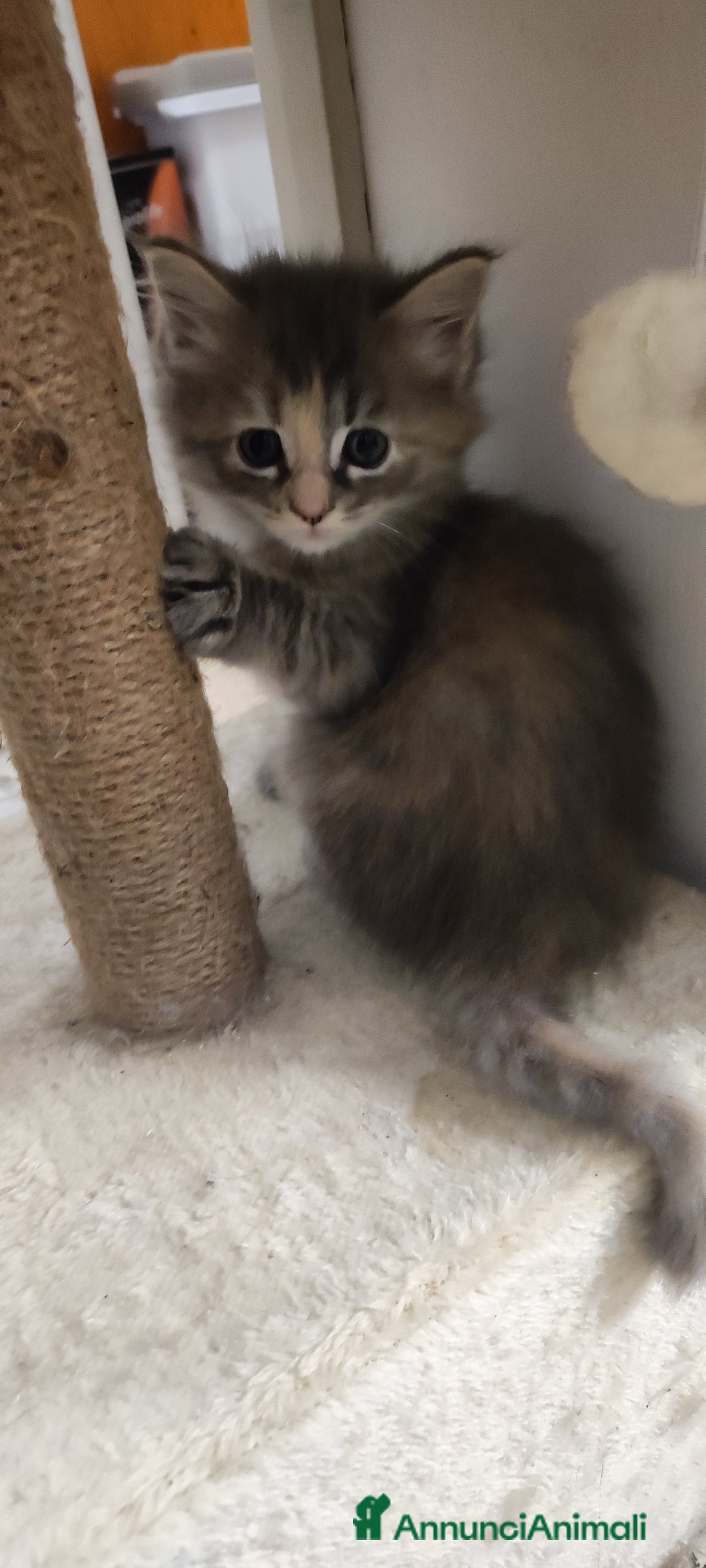 Norvegese gatti in vendita: Cuccioli di Norvegese delle foreste a Città metropolitana di Roma Capitale - Immagine 8