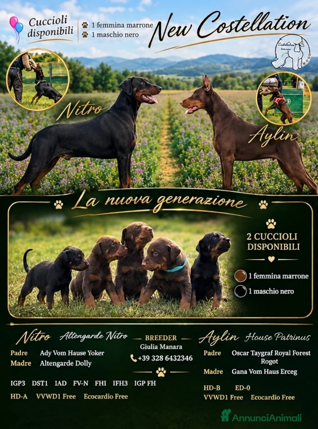 Dobermann cani in vendita: Dobermann  a Provincia di Ravenna - Annuncio 1