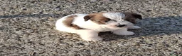 Jack Russell cani in vendita: Cuccioli Jack Russell ruvidi - Annuncio 5