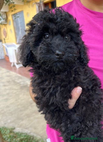 Barboncino cani a Vercelli - Annuncio 1