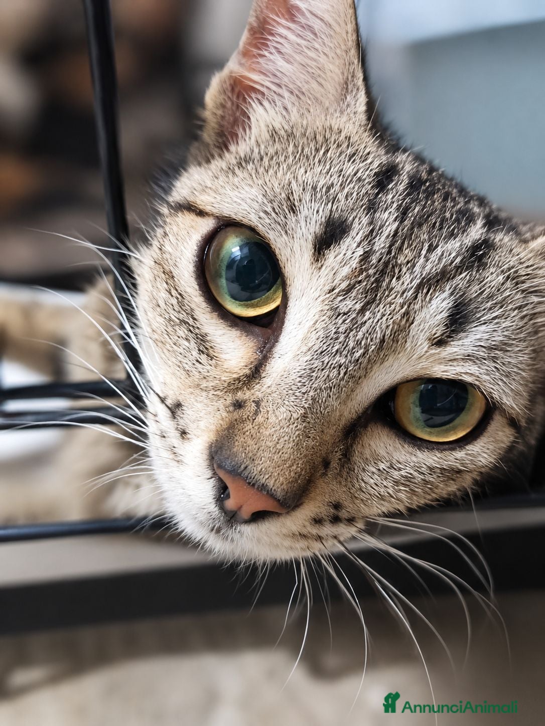 Europeo gatti Mia gattina dolcissima in adozione - Annuncio 23
