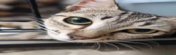 Europeo gatti in regalo: Mia gattina dolcissima in adozione - Annuncio 1