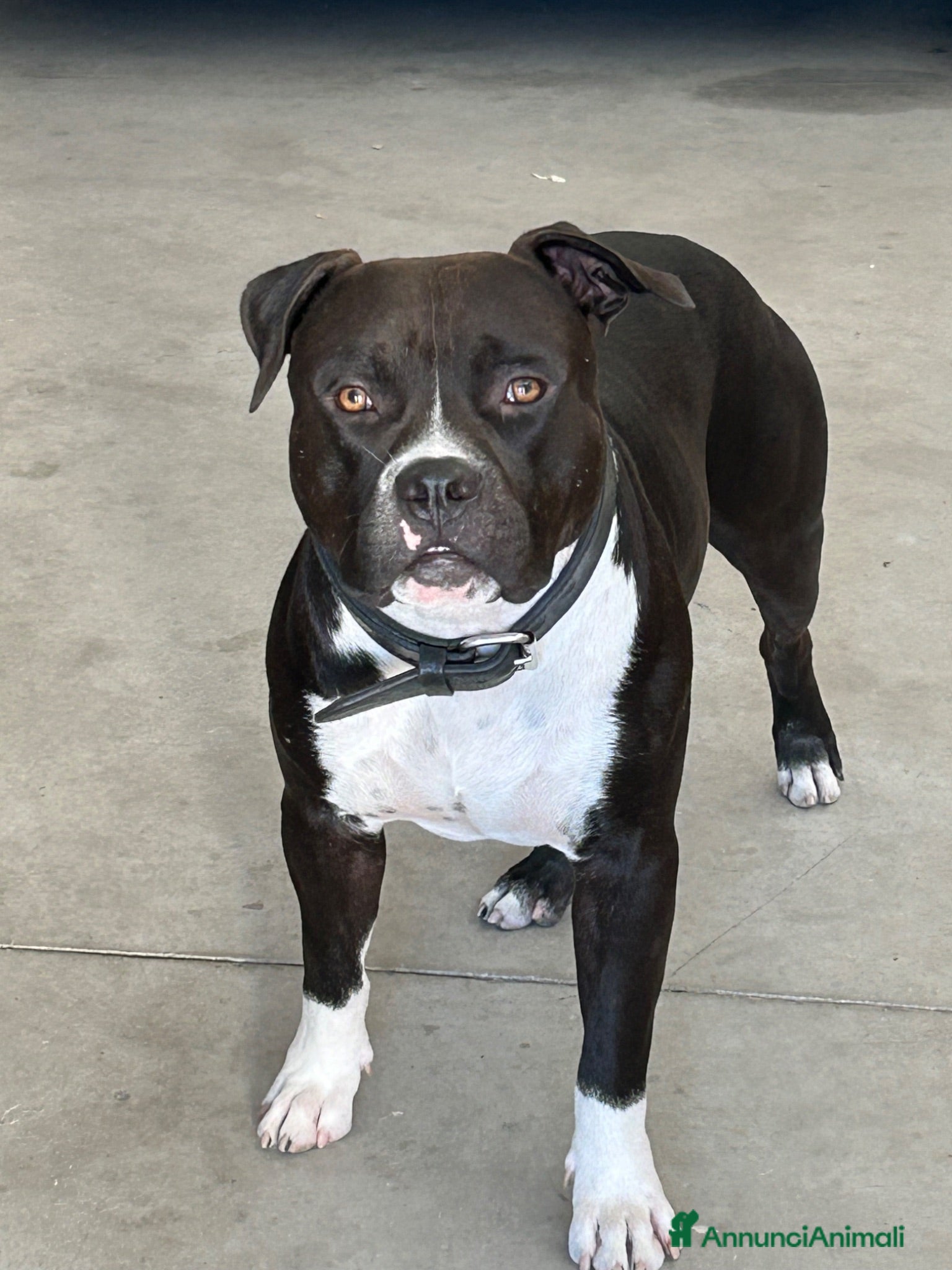 American Staffordshire cani Rambo  - Annuncio 1