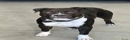American Staffordshire cani per accoppiamento: Rambo  a Provincia di Cremona - Annuncio 1
