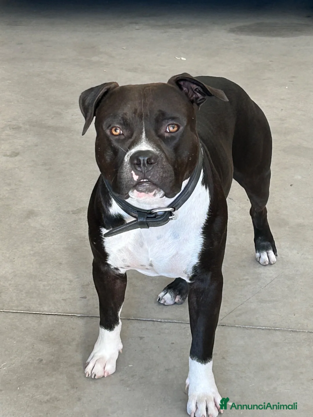 American Staffordshire cani per accoppiamento: Rambo  a Provincia di Cremona - Annuncio 1