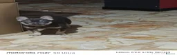 Bulldog Francese cani in vendita: Bulldog francese  a Città Metropolitana di Torino - Annuncio 3