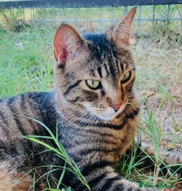 Europeo gatti Gattino maschio 4 anni testato e sterilizzato  - Annuncio 33