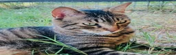 Europeo gatti in regalo: Gattino maschio 4 anni testato e sterilizzato  a Città Metropolitana di Bologna - Annuncio 1