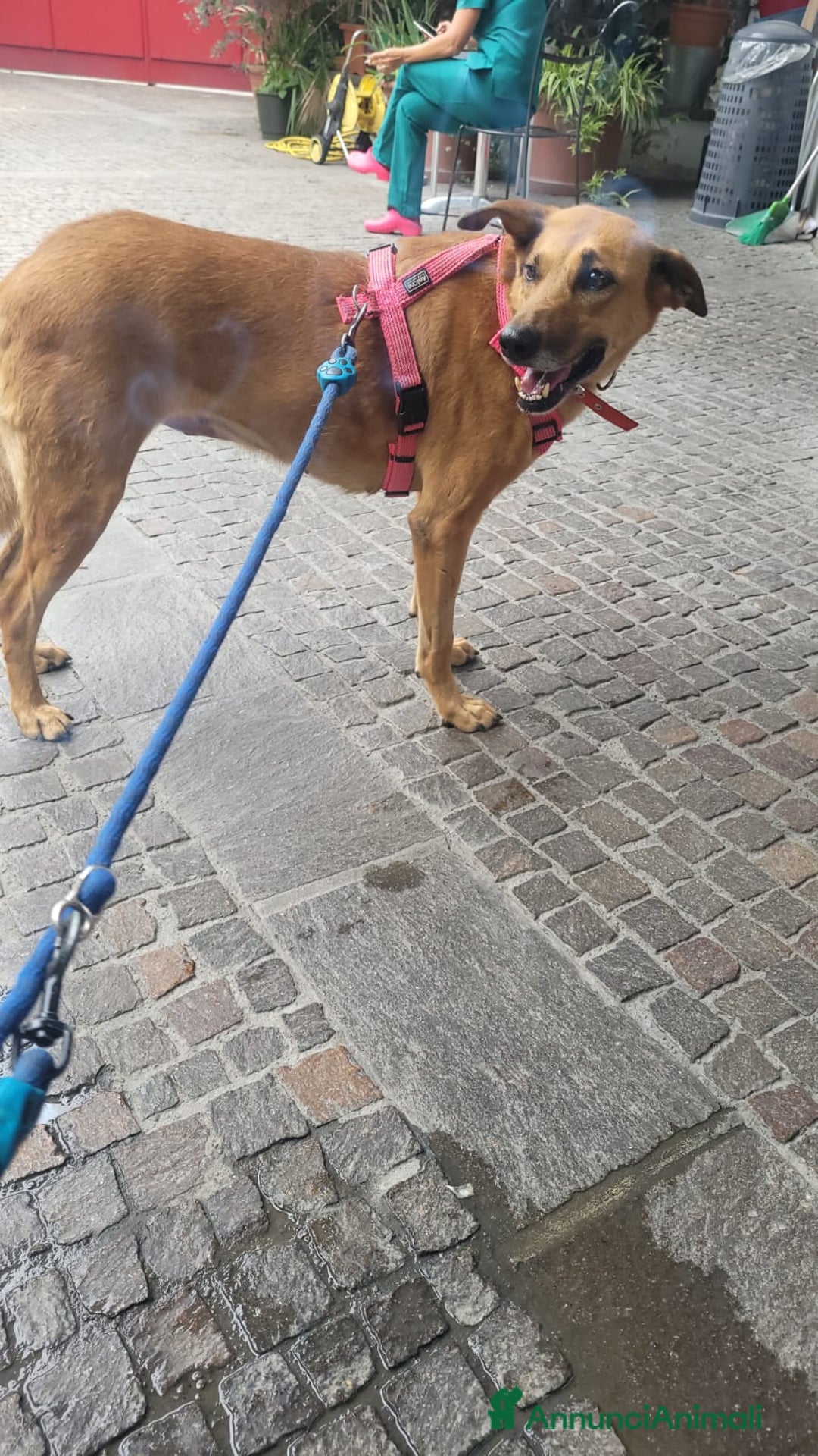 Meticcio cani in regalo: Splendida meticcia - FAITH - Annuncio 8