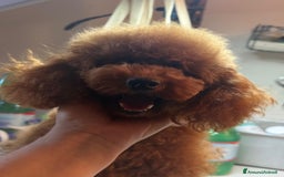 Barboncino cani in vendita: Barboncino Toy al limite con il nano, colore fulvo a Provincia di Savona - Immagine 2