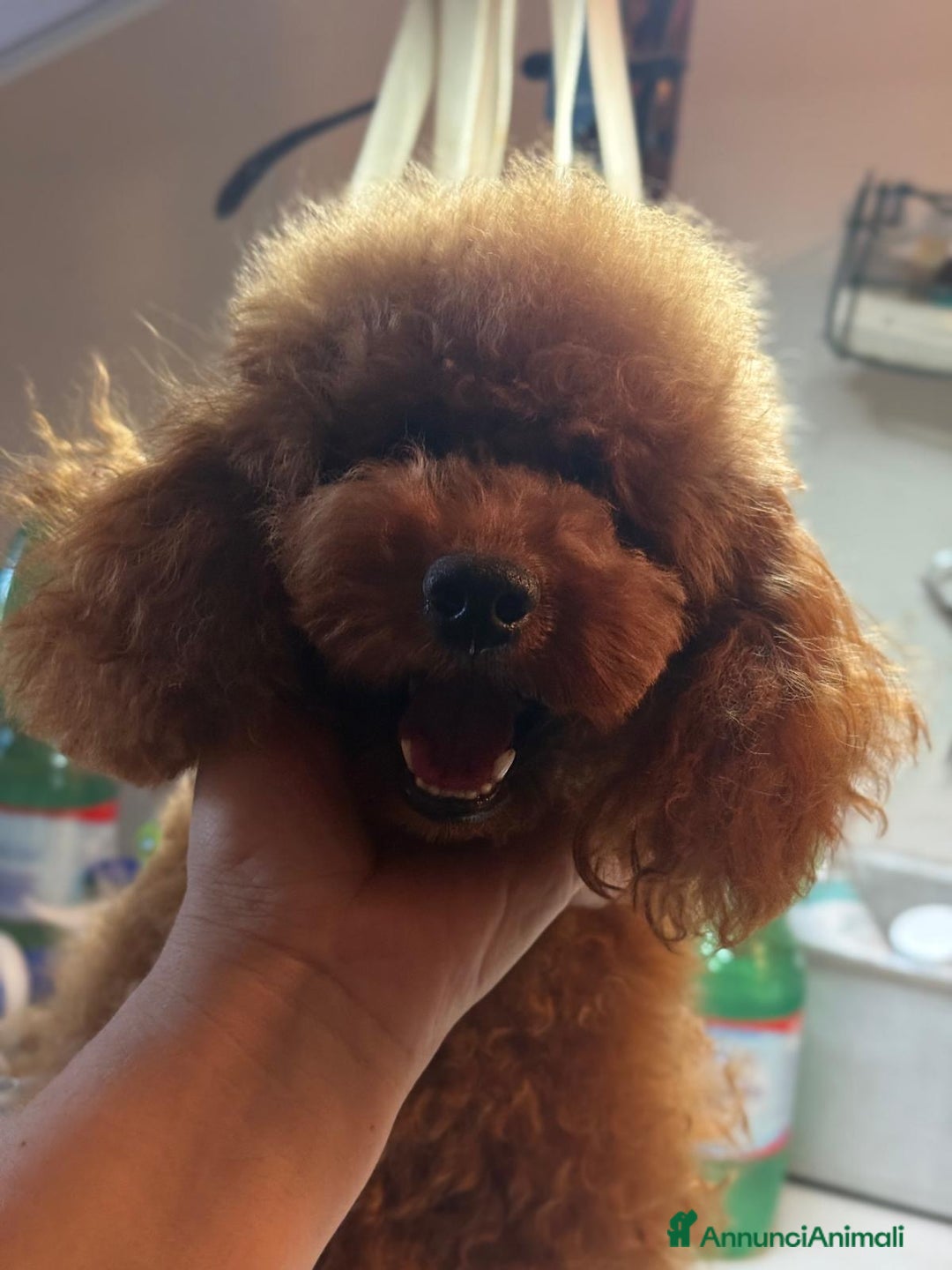 Barboncino cani in vendita: Barboncino Toy al limite con il nano, colore fulvo a Provincia di Savona - Immagine 2
