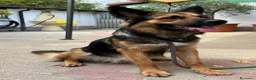 Meticcio cani in regalo: NEO BELLISSIMO PASTORE TEDESCO - Annuncio 6