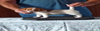 Jack Russell 2