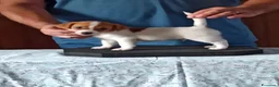 Jack Russell cani in vendita: Cuccioli Jack Russell terrier con pedigree  - Annuncio 5
